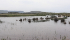 İris Gölü, yeniden kuşların oldu