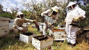 Karşıyaka'nın köyleri arıcılık ile kalkınacak