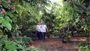 İzmir'in kirazı imeceyle toplanıyor