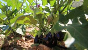 Buca'da sürdürülebilir tarım projesi devam ediyor 