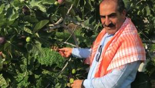 Siyah incir ihracatı 30 Temmuz'da başlıyor