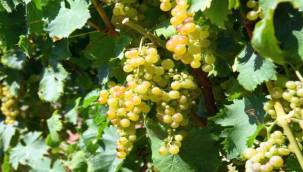 Bornova'da bağ bozumu bereketi