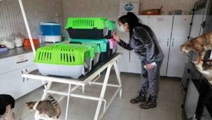 Depremzede kediler AHBAP'ın çiftliğine emanet