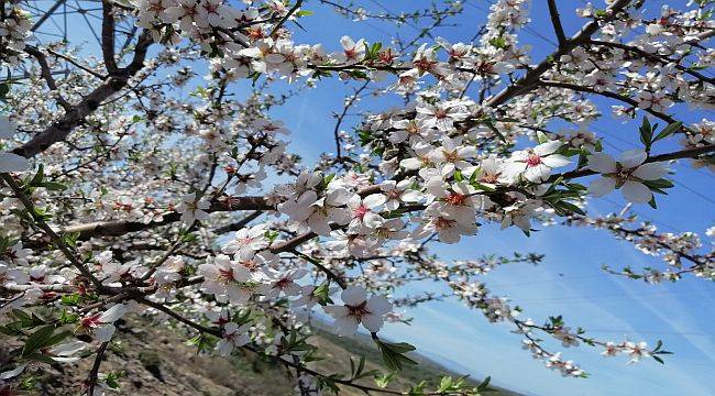 Çeşme'de badem ağaçlarının çiçeği soldu