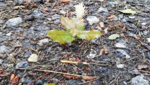 Büyükşehir Yangına Dirençli Yeşil Örtü İçin "Orman Seferberliği" Başlatıyor