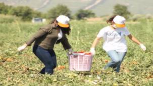 İhtiyaç Sahipleri İçin Gönüllü Son Hasat