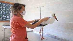 Yaralı Leylek Koruma Altında