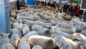 Büyükşehir'den üreticiye bir destek daha