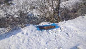 Kemalpaşa Belediyesi, Can Dostlarını Yalnız Bırakmıyor