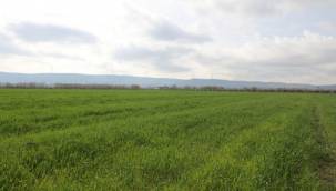 Didim Belediyesi'nin Buğdayları Yeşeriyor