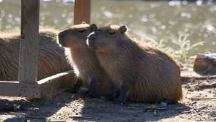 İzmir Doğal Yaşam Parkının Bazı Canlarıyla Vedalaştı
