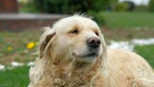 Sosyal Medyanın Yeni Fenomeni 'ŞİLA'