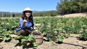 Bornova'da kınalı bamya hasadı