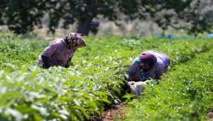 Buca'da üreticinin ilk hasat coşkusu
