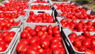 Domates konservesi ve salçası ihracatı devam ediyor