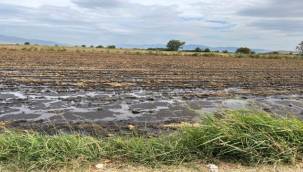 Foça'daki çevre katliamına ağır ceza