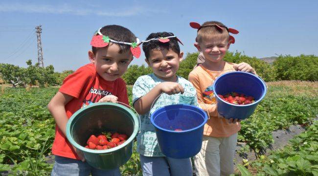 Emiralem 13. Çilek Festivali'ne hazır