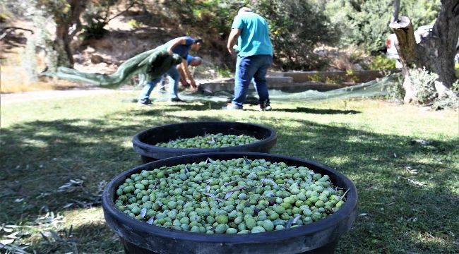 Bornova Belediyesi'nden Zeytincilik Eğitimi