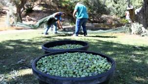 Bornova Belediyesi'nden Zeytincilik Eğitimi