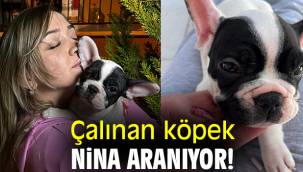 Çalınan köpek Nina aranıyor!