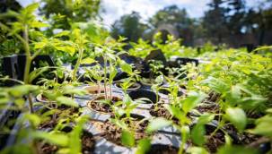  Karşıyaka'dan üretime 300 bin paket atalık tohum desteği