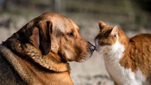 Duman sokak canları için imza attı