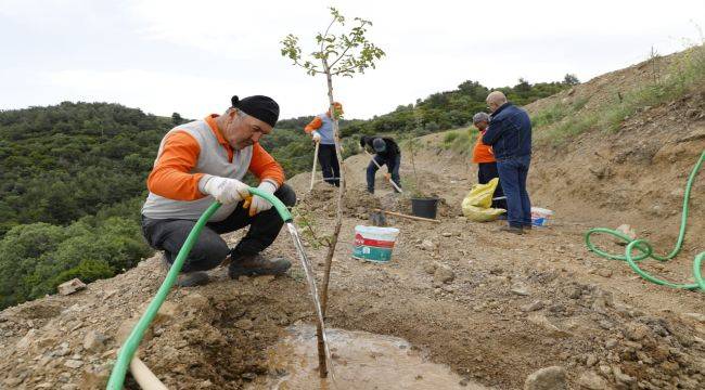 Sakız ağacı fidanları toprakla buluştu