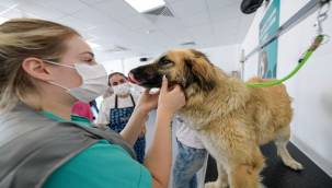 Bunaltan sıcaklarda can dostlar unutulmadı