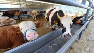 Karşıyaka'nın kurban pazarında hazırlıklar tamam