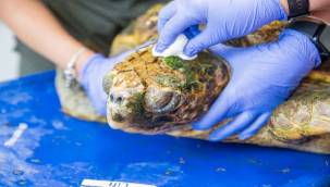 Körfez'deki yaralı Caretta caretta kurtarıldı