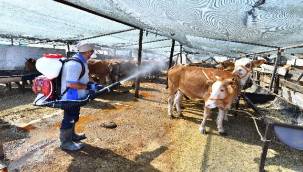 Kurban satış yerleri ilaçlanıyor