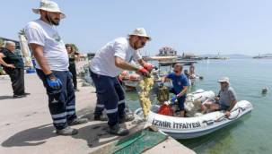 Mavi bayraklı plajda dalgıç destekli temizlik