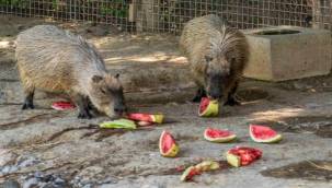 Hayvanlar yesin istedim