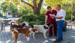 İzmir'de Sahipsiz Köpeklerin Sayımı Başladı