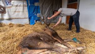 Yaralı geyik İzmir Doğal Yaşam Parkı'nda