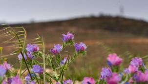 Kovankayası Bal Ormanı'na Dönüştü 