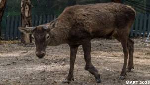 İyileşen kızıl geyik Paşa yeni yuvasında