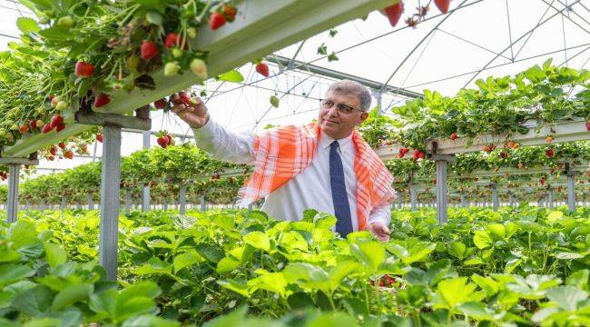 İzmir Büyükşehir Belediyesi üreticiye desteğini sürdürdü