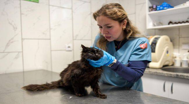 86 bin tedavi, 13 bin kısırlaştırma